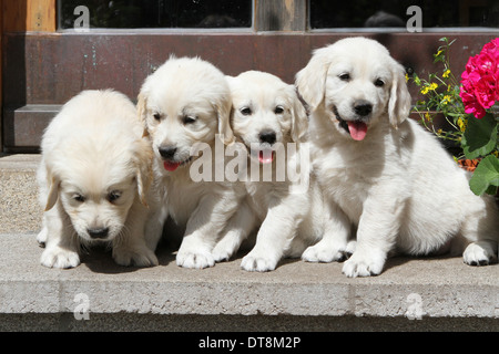 Golden Retriever vier Welpen (7 Wochen alt) auf einer Treppe Stockfoto