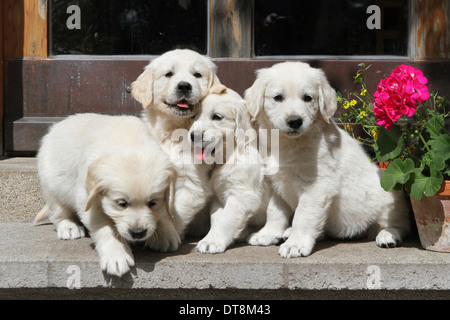 Golden Retriever vier Welpen (7 Wochen alt) auf einer Treppe Stockfoto