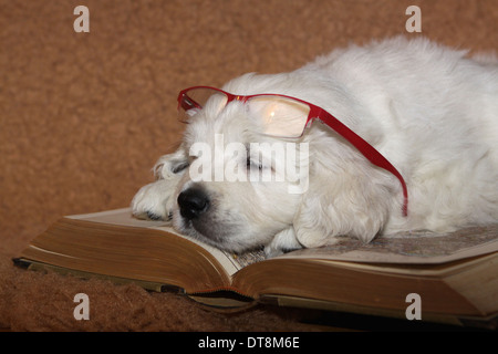 Golden Retriever männlichen Welpen (6 Wochen alt) mit Brille auf der Stirn, schlafen auf ein Buch Stockfoto