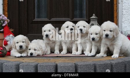 Golden Retriever sieben Welpen (6 Wochen alt) liegen vor einer Haustür Stockfoto