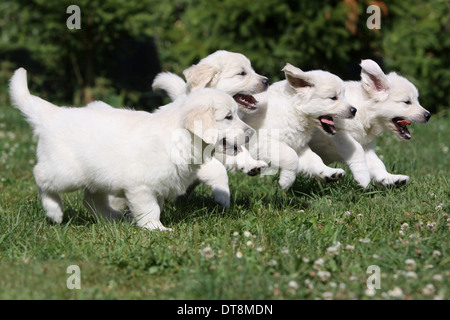 Goldene Retriever vier Welpen (7 Wochen alt), die auf einer Wiese Stockfoto