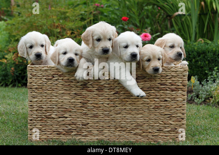 Golden Retriever sieben Welpen (6,5 Wochen alt) in einer Korb Truhe Stockfoto