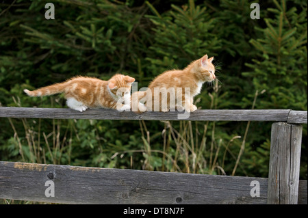 Europäisch Kurzhaar Katze zwei Kätzchen (9 Wochen alt) balancieren auf einem Holzzaun Stockfoto