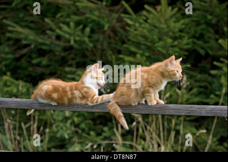 Europäisch Kurzhaar Katze zwei Kätzchen (9 Wochen alt) auf einem Holzzaun Stockfoto