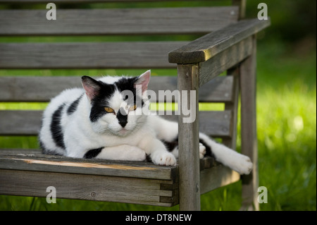 Europäisch Kurzhaar Katze schwarz-weiß Erwachsenen liegen auf einer Holzbank Garten Stockfoto