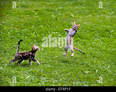 Bengal Katze zwei Kätzchen (10 Wochen alt) auf einer Wiese, mit einem Feder-Spielzeug spielen Stockfoto