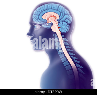 GEHIRN-ZEICHNUNG Stockfoto