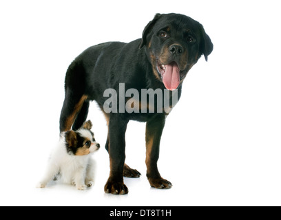 Papillon Welpen und Rottweiler vor weißem Hintergrund Stockfoto