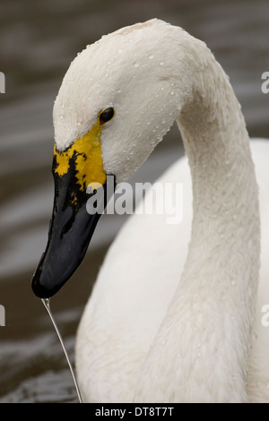 RussianBewick's Schwäne beim Wildfowl & Wetlands Trust, Slimbridge, Gloucestershire, Großbritannien Stockfoto