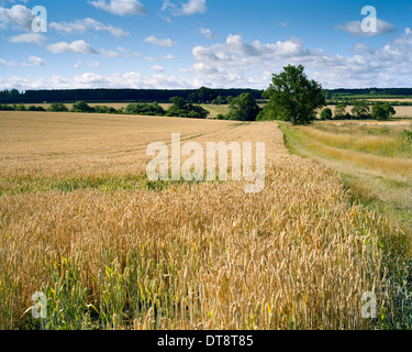 Bereich der reifen Weizen in Cambridgeshire Stockfoto