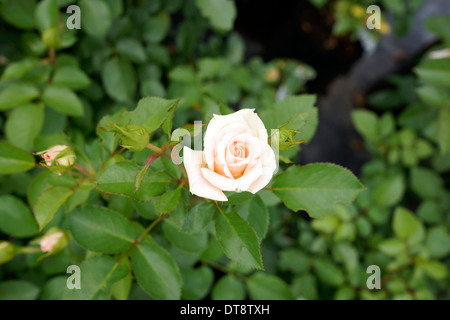 Lachsrosa stieg von Ludwigs Rosen auf dem Bauernhof Joostenberg in der Nähe von Stellenbosch in den Cape Winelands. Stockfoto