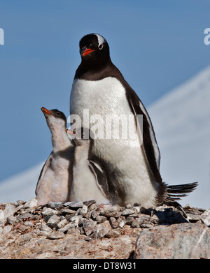 Gentoo Penguin (Pygoscelis Papua) und Küken im Nest, Videla chilenischen Base antarktische Halbinsel Stockfoto