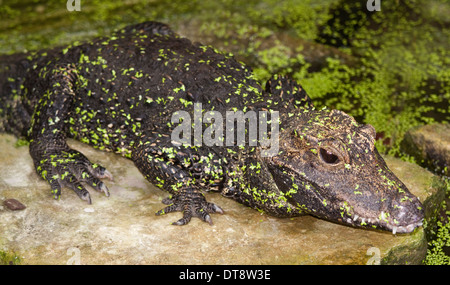 West African Dwarf Krokodil (Osteolaemus Tetraspis) Stockfoto