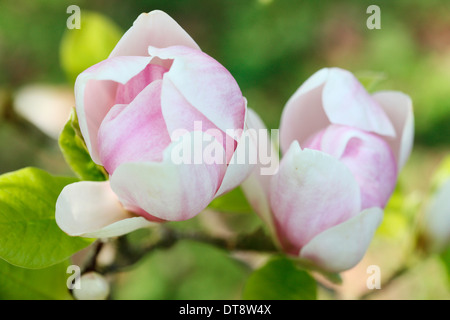 Magnolia Blüte Alexandrina Vielzahl Jane Ann Butler Fotografie JABP472 Stockfoto