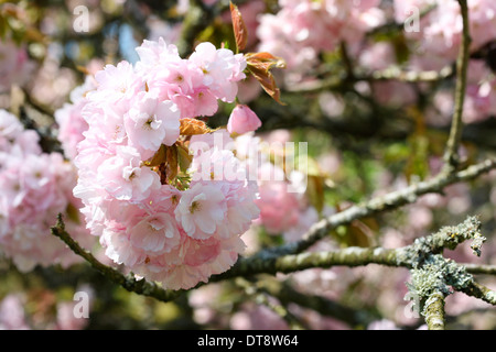 Japanische Kirsche Hoya Rawabena Baum Jane Ann Butler Fotografie JABP474 Stockfoto