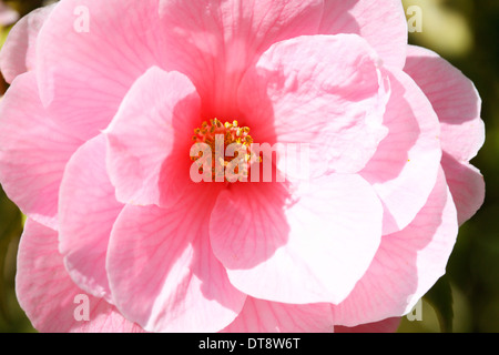 süßen Hauch von Frühling, die schöne Kamelie Jane Ann Butler Fotografie JABP1149 Stockfoto