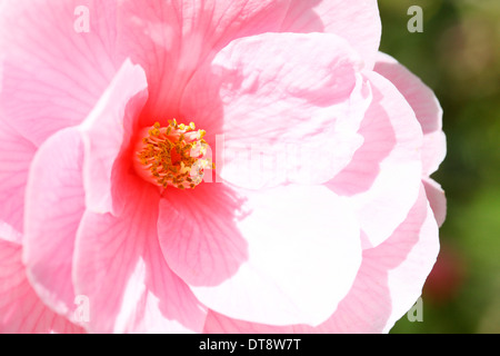 süßen Hauch von Frühling die schöne rosa Kamelie Jane Ann Butler Fotografie JABP1150 Stockfoto