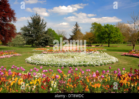 Frühlingsblumen in St. Nicholas Park, Warwick Stadt, Warwickshire, England; Großbritannien; UK Stockfoto