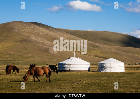 Mongolische Landschaft mit Pferden und Gers. Stockfoto