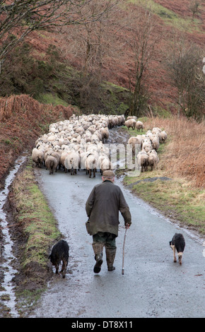 Schafe werden getrieben entlang einem Land Lane, England, Großbritannien Stockfoto