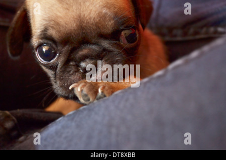 Mops Welpen schläft auf dem Bett Stockfoto