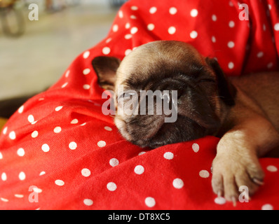 Mops Welpen schläft auf dem Bett Stockfoto