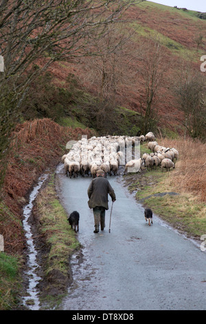 Schafe werden getrieben entlang einem Land Lane, England, Großbritannien Stockfoto