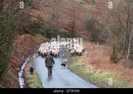 Schafe werden getrieben entlang einem Land Lane, Shropshire, England, Großbritannien Stockfoto