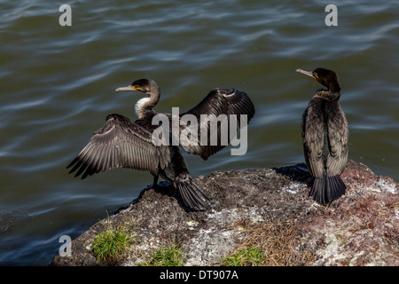 Kormorane auf See Hawassa, Hawassa, Äthiopien Stockfoto