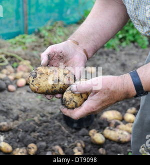 Älterer Mann, der frisch hält Kartoffeln aus seiner Zuteilung gegraben Stockfoto