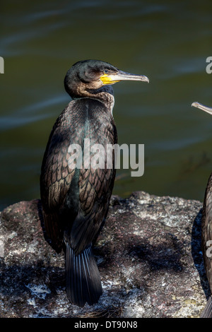Kormorane auf See Hawassa, Hawassa, Äthiopien Stockfoto