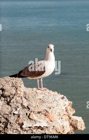 Eine junge Silbermöwe stehend auf einer Betonwand in Cadiz, Andalusien, Spanien. Stockfoto