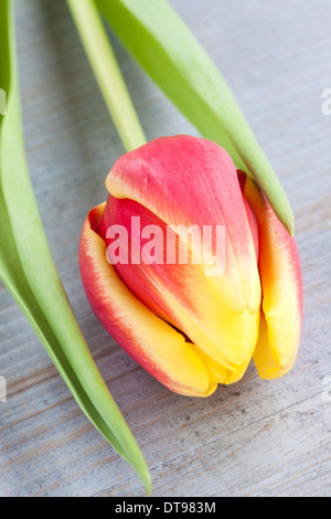 Rote und gelbe Tulpe Stockfoto