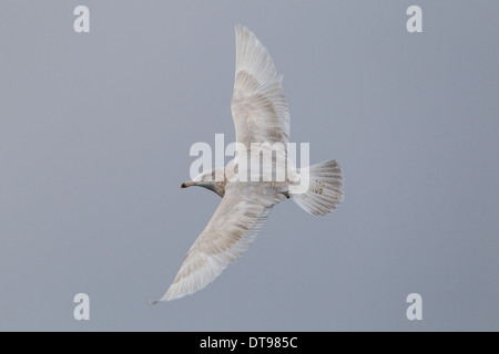 Zweiten Sie Winter Glaucous Gull Larus Hyperboreus, Shetland, Scotland, UK Stockfoto