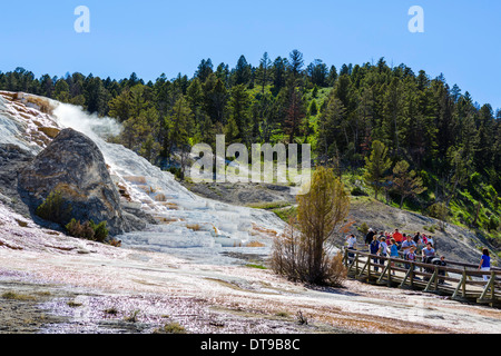 Touristen, die Anzeigen der Travertin-Terrassen zur Palette Spring, Mammoth Hot Springs, Yellowstone-Nationalpark, Wyoming, USA Stockfoto