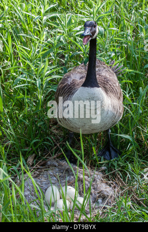 Kanada-Gans Bewachung Nest. Stockfoto