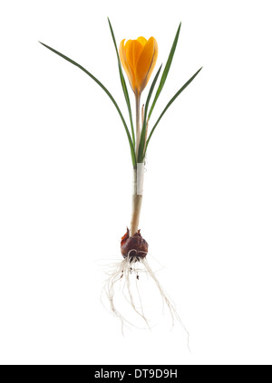 gelber Krokus Crocus ancyrensis Stockfoto