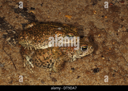 Natterjack Kröte (Epidalea Calamita) Dorset UK Juni Stockfoto