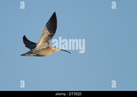 Eurasische Brachvogel (Numenius Arquata), Erwachsene, im Flug, Slimbridge, Gloucestershire, England, Dezember, Stockfoto