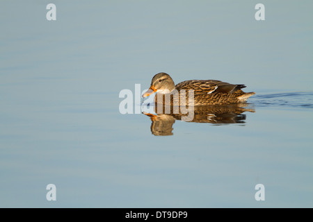 Mallard Ente (Anas Platyrhynchos) Erwachsenfrau, schwimmen auf dem Wasser, Slimbridge, Gloucestershire, Dezember Stockfoto