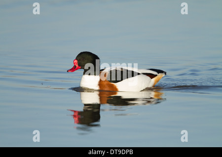 Gemeinsamen Brandgans (Tadorna Tadorna), Männchen, schwimmen auf dem Wasser, Slimbridge, Gloucestershire, England, Dezember Stockfoto