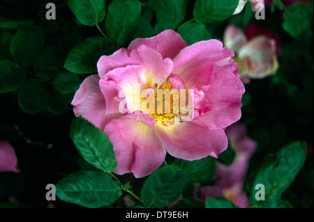 Altmodische Rosen. Rosa var. Marguerite Hilling Stockfoto