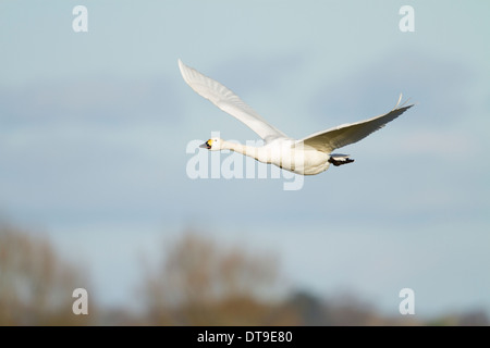 Bewick ´s Schwan (Cygnus Columbianus Bewickii), Erwachsene, im Flug, Slimbridge, Gloucestershire, England, Januar Stockfoto