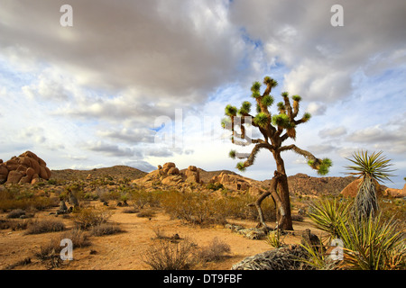 Joshua Tree und Inselberge in Mojave-Wüste, Joshua Tree National Park in Kalifornien, USA Stockfoto