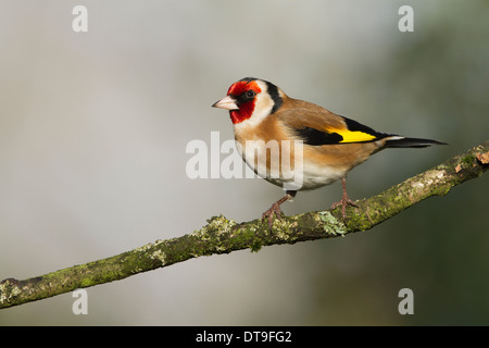 Europäische Stieglitz (Zuchtjahr Zuchtjahr), Männchen, thront auf einem Ast, Warwickshire, England, Januar Stockfoto