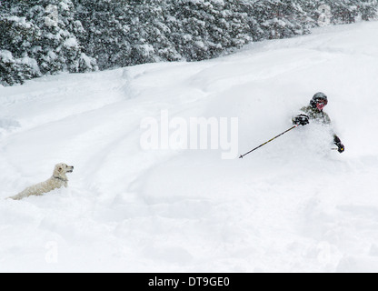 Platin farbige Golden Retriever Welpe (10 Monate) Gruß Skifahrer & Snowboarder im frischen Pulverschnee. Stockfoto