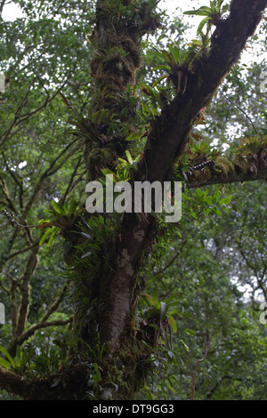 Epiphyten, Bromelien, Gliedmaßen und Baumstämme in montane Regen- und Nebelwald wächst auch. Savegre. Costa Rica. Stockfoto