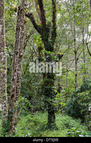Bromelien. Epiphyten. Wachsend, geschmückt, auf eine unterstützende Wirtsbaum. Costa Rica. Zentral-Amerika. Stockfoto
