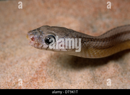 Corn Snake Pantherophis Guttatus "Pastell gestreift", Colubridae, Usa Stockfoto