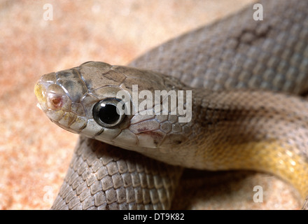 Corn Snake Pantherophis Guttatus "Pastell gestreift", Colubridae, Usa Stockfoto